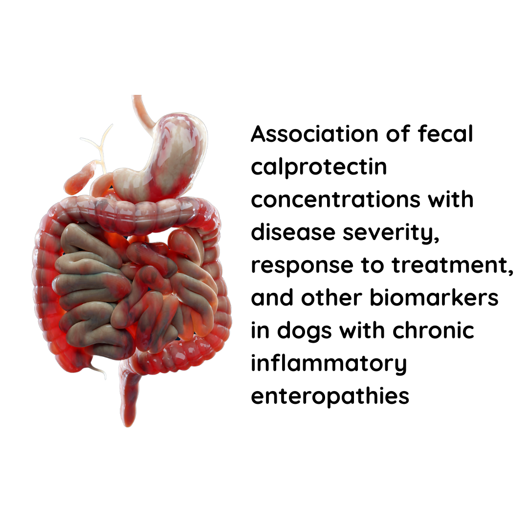 Association of fecal calprotectin concentrations with disease severity, response to treatment, and other biomarkers in dogs with chronic inflammatory enteropathies