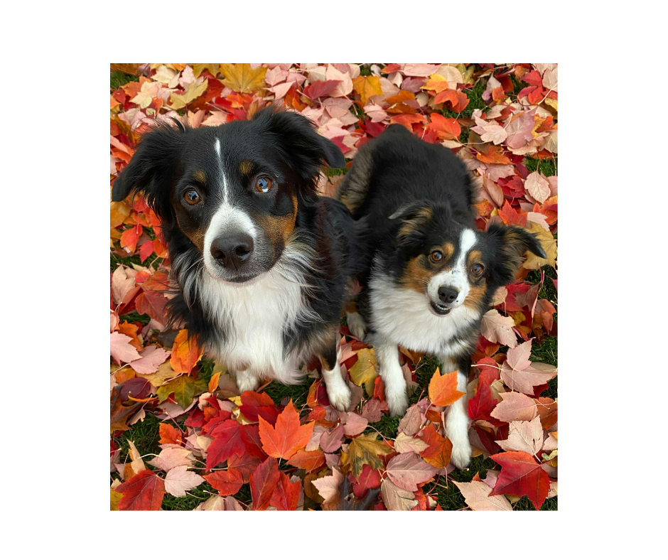 Autumn Gut Care - How to Keep Your Pet's Digestion Smooth in the Fall Months