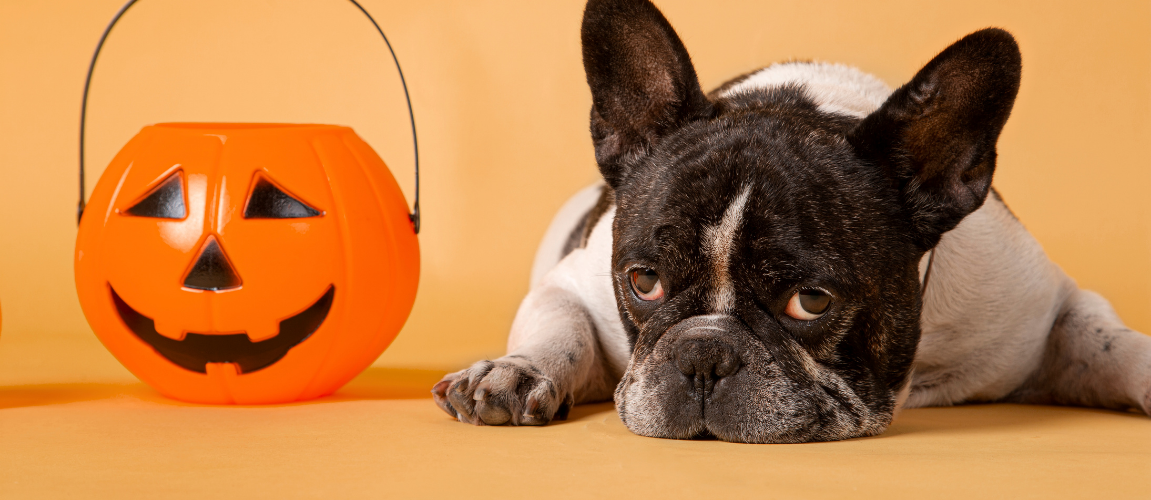 Spooky Foods for Pets