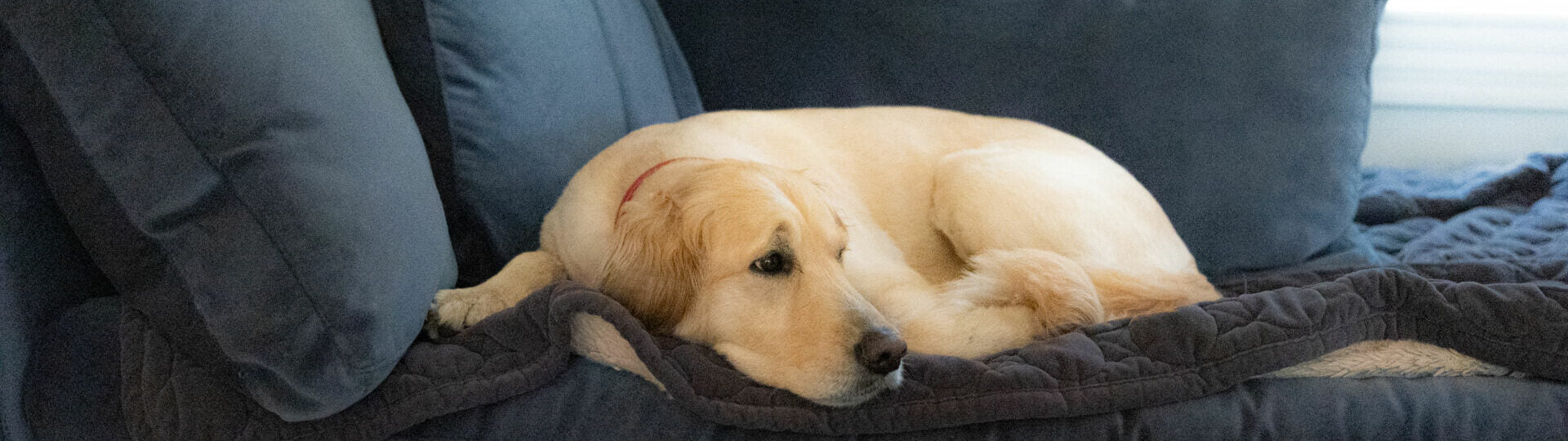 How to Help A Pet with a Leaky Gut