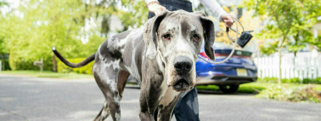 How to Tell If Your Dog’s Diet and Supplements Are Working