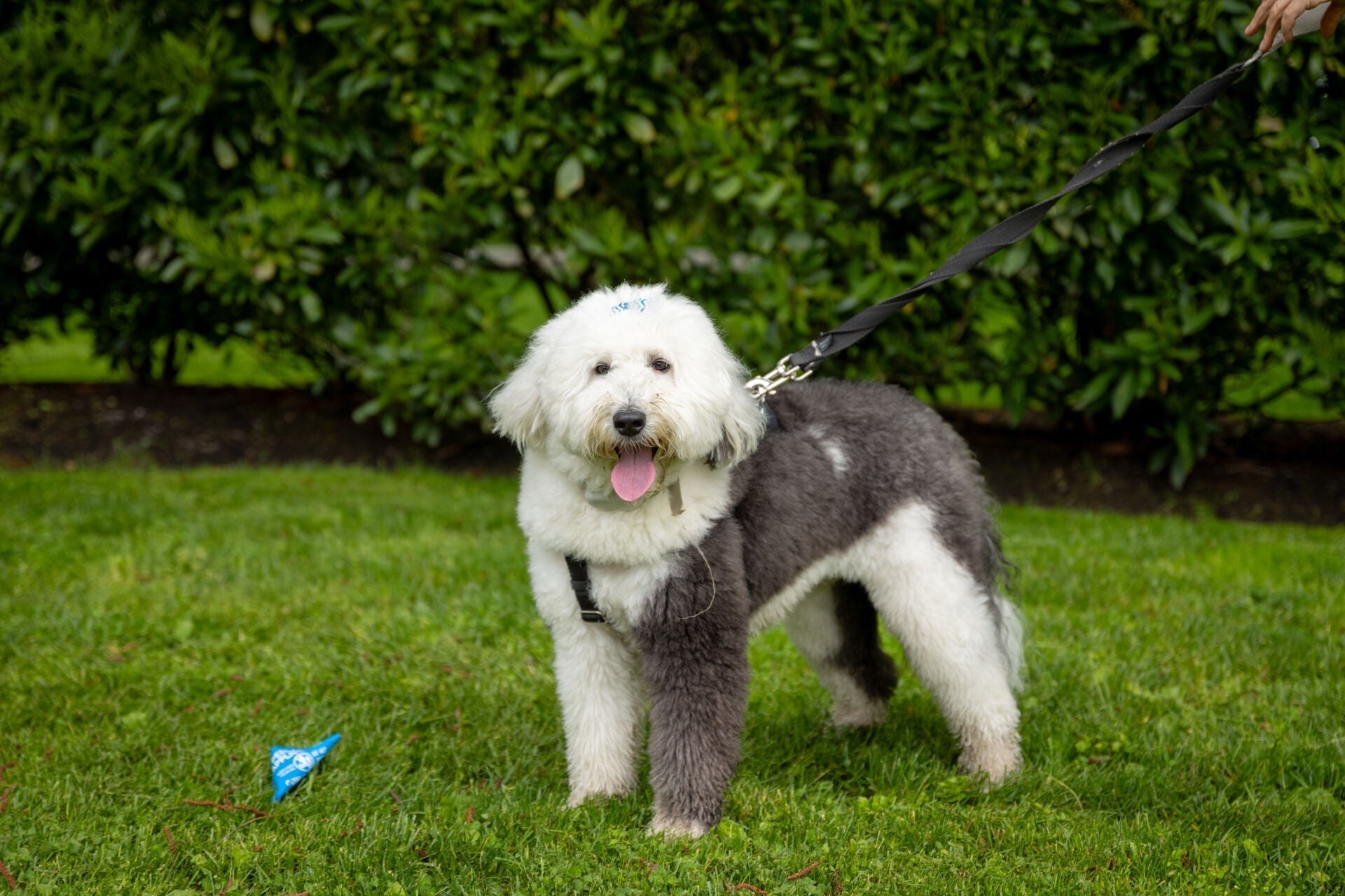 How to Help A Pet with Internal Inflammation