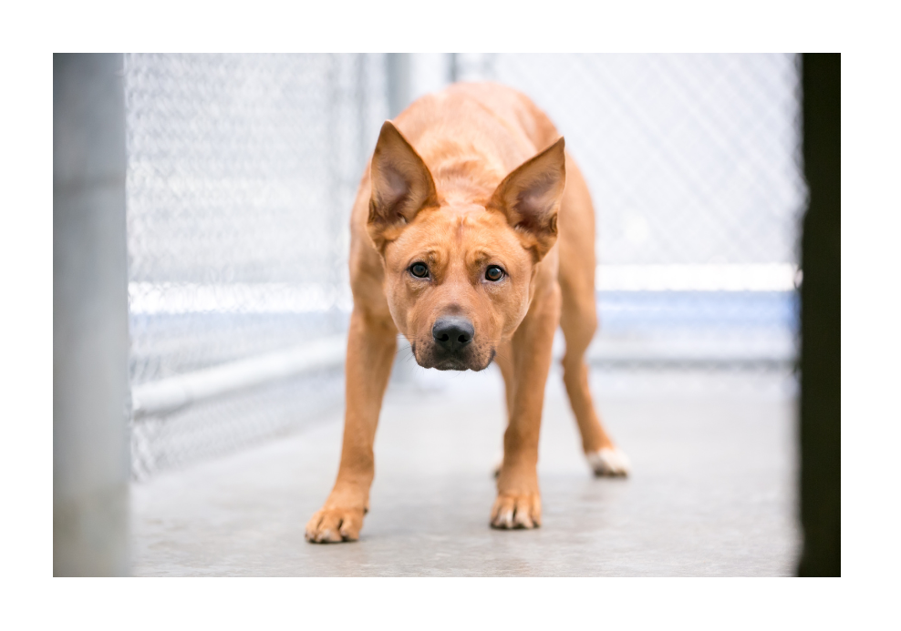 Stress and Anxiety in Pets