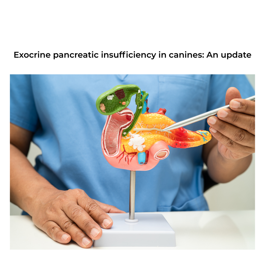 EXOCRINE PANCREATIC INSUFFICIENCY IN CANINES: AN UPDATE