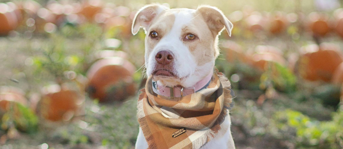 Pumpkin Spice & Probiotics - Fall Gut Health Tips for Your Pet