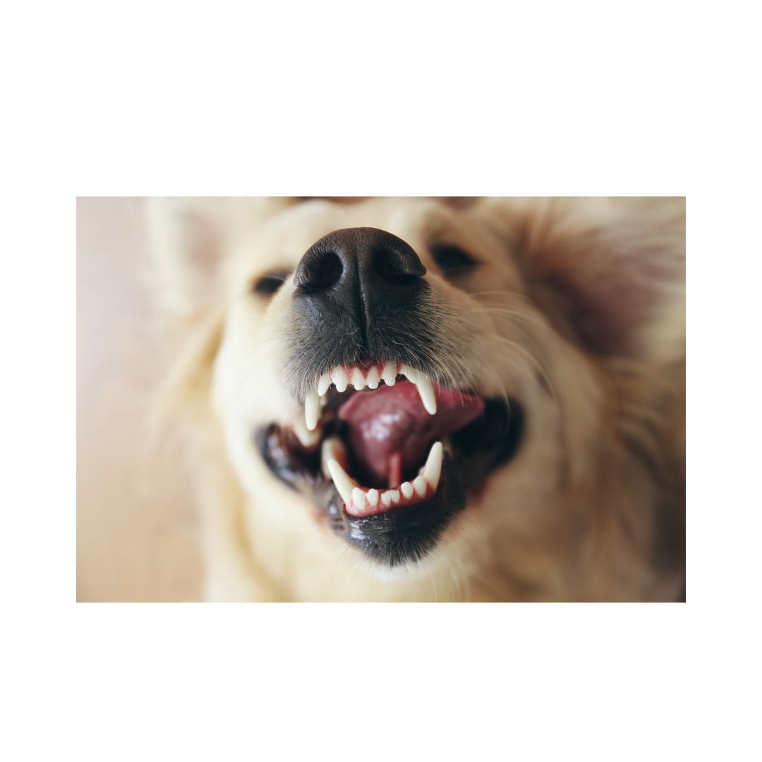 Understanding the Connection: Pet Gut Health & Oral Microbiome