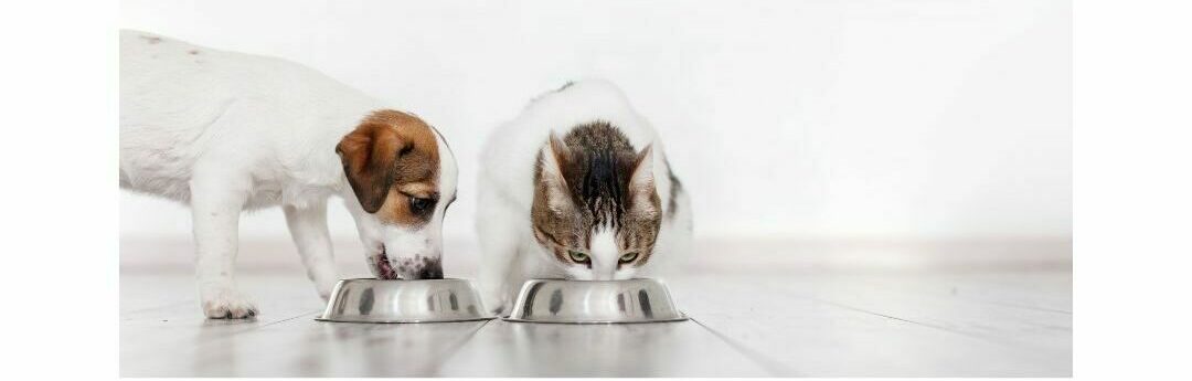 The Importance of Proper Portions: Understanding Your Dog’s Dietary Needs