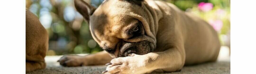 How to Identify and Manage Allergies in Dogs and Cats