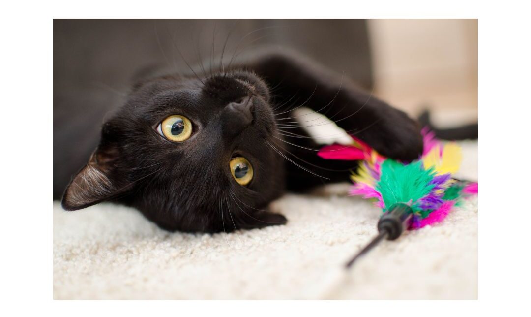 Enrichment Activities to Reduce Stress in Pets and Improve Cortisol