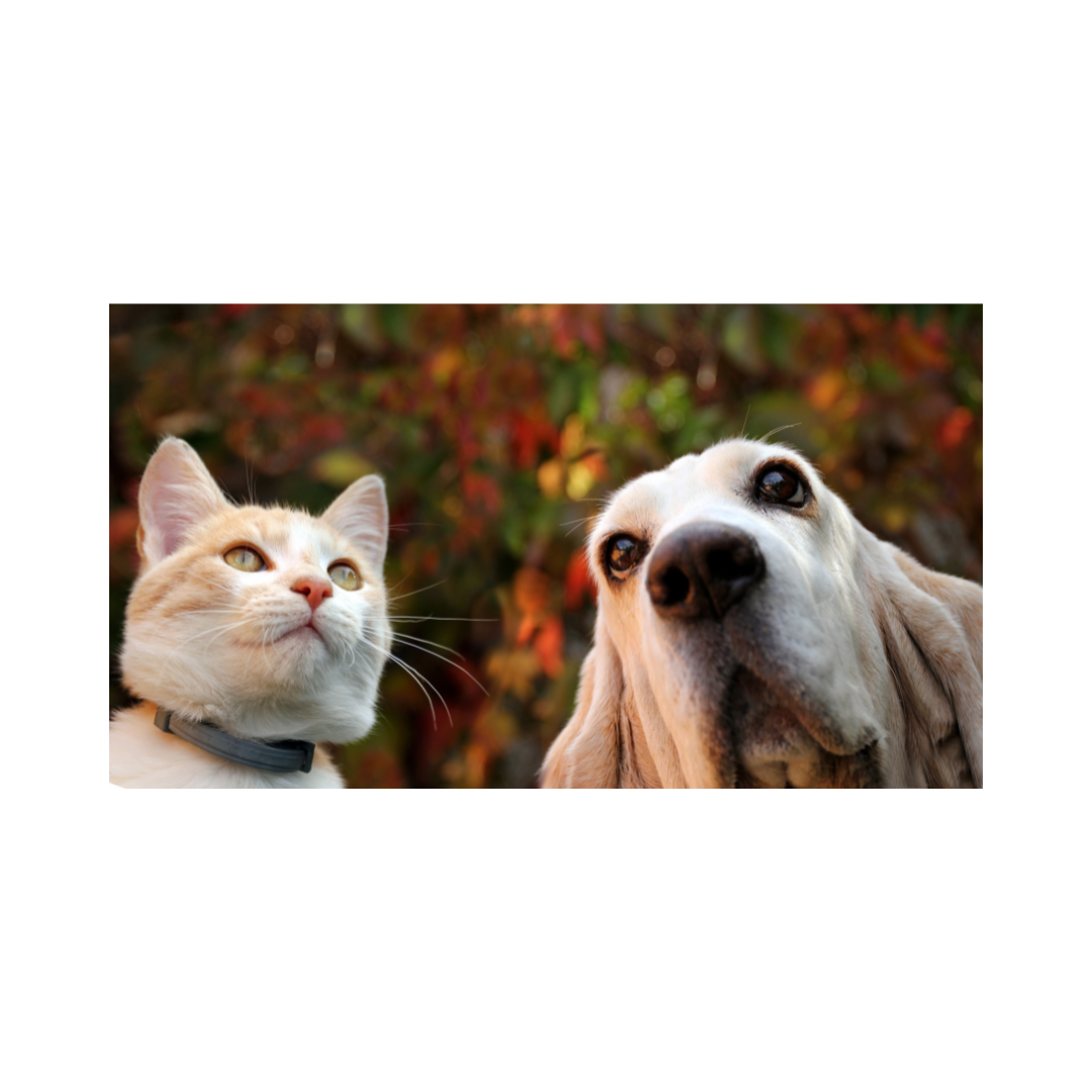 Gut Health In Dogs and Cats: Why It Matters