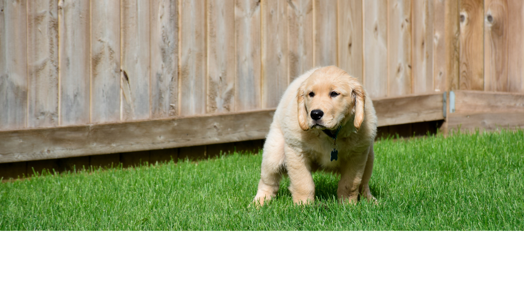 Healthy Dog Poop: What It Should Look Like and When to Worry