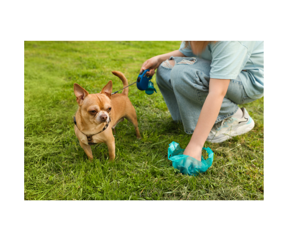 At-Home Gut Tests - Behind the Scoop: How Innovative Pet Lab’s At-Home Gut Tests Unlock Your Pet’s Digestive Health