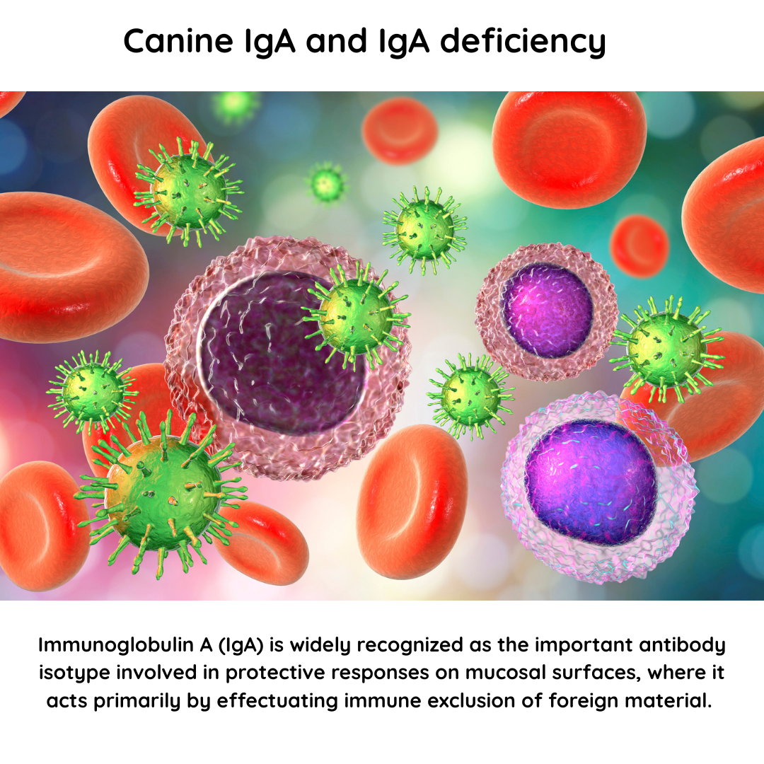 CANINE IGA AND IGA DEFICIENCY