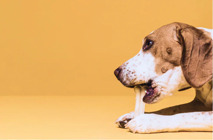 Canine Inflammatory Bowel Disease: Current and Prospective Biomarkers for Diagnosis and Management. Compendium