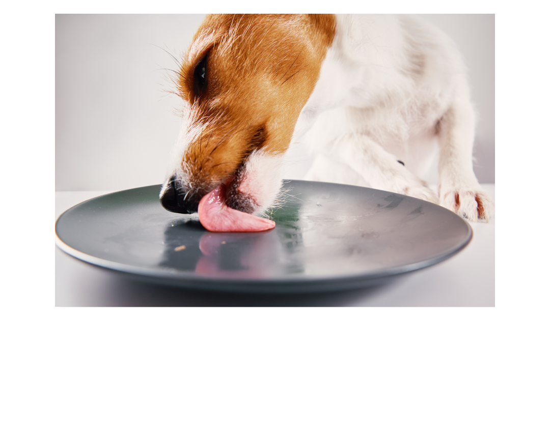 The Science Behind Why Dogs Love to Lick—And Why It’s Good for Both of You