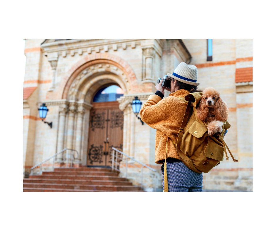 Traveling Together, Thriving Together: How Exploring the World With Your Pet Boosts Gut Health for Both of You