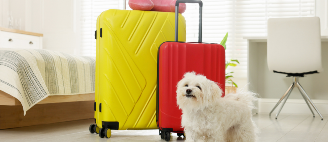 Holiday Travel with Pets: How to Protect Their Gut Health on the Go