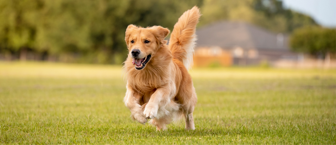 What Is Healthspan - and Why It Matters for Your Pet’s Life