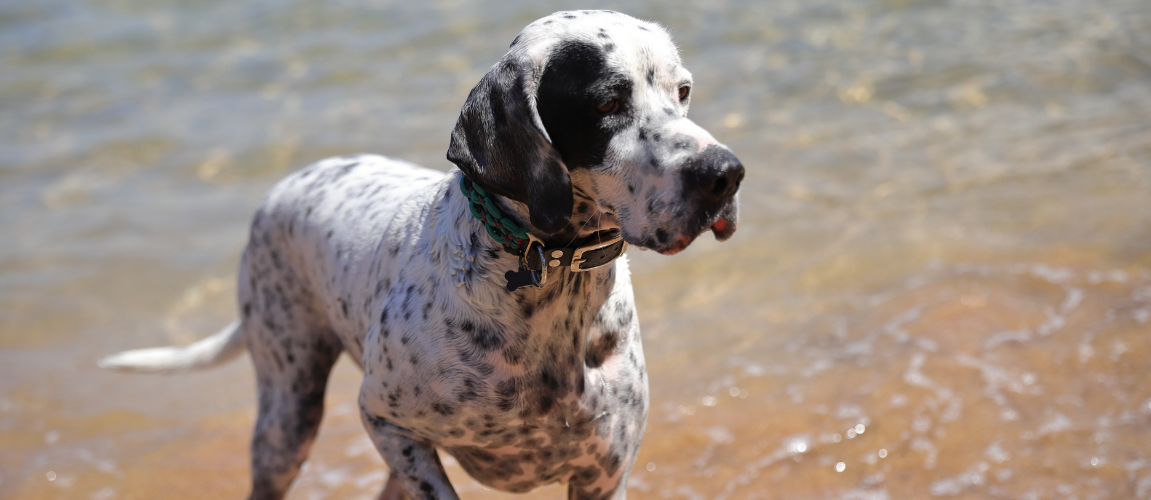 Summer Parasite Prevention: How to Protect Your Pet's Gut Health