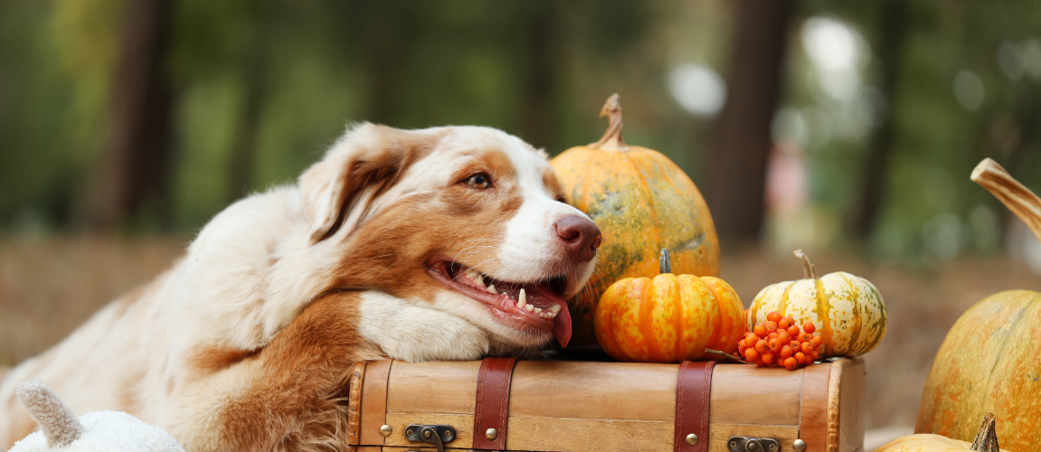A Healthy Holiday Feast: Safe & Unsafe Foods for Your Dog This Season