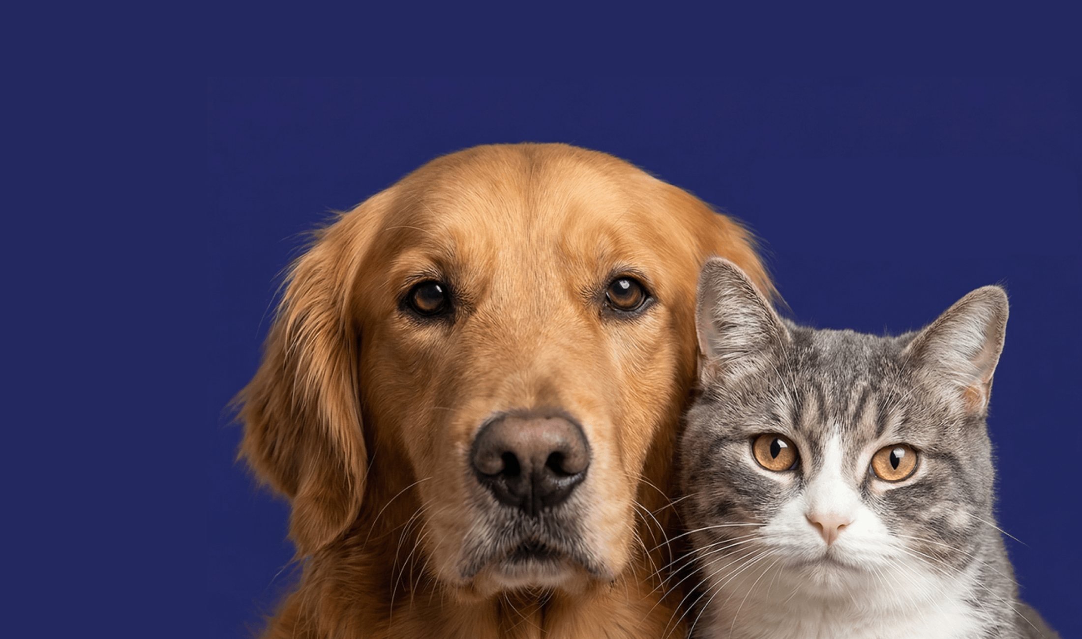 <p>Innovative Pet Lab </p><p>At-home testing </p><p>every pet needs</p>